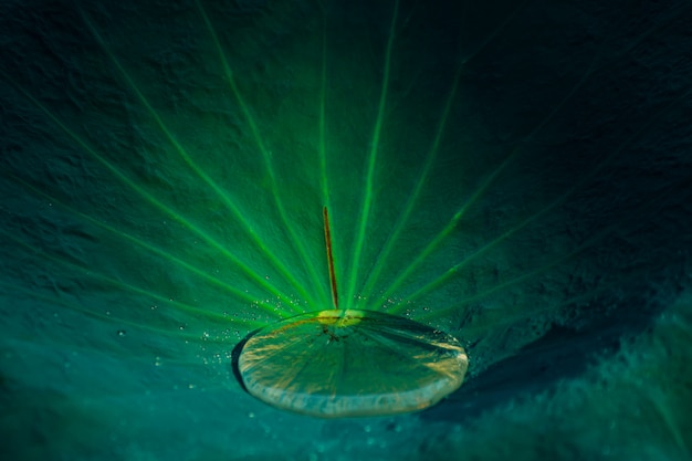 Beautiful Water droplets on Lotus leaf in pool.