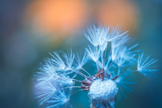 Beautiful water drops on a dandelion flower seed macro in nature. Beautiful sunset light blue green