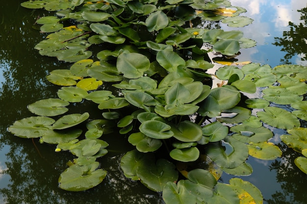 Beautiful water lilies grow on a green swamp, summer