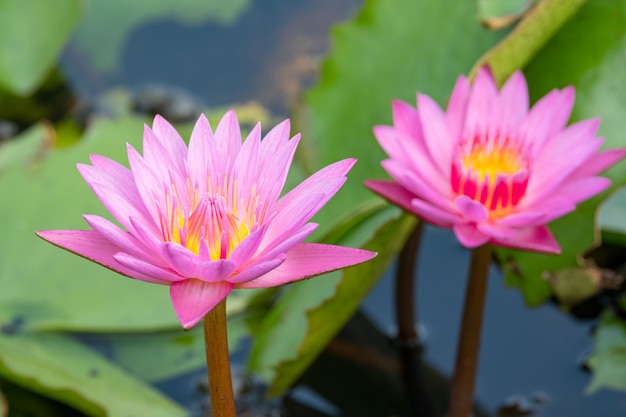 Beautiful water lily bloom in pond