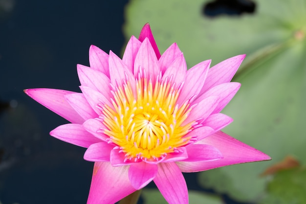 Beautiful water lily bloom in pond