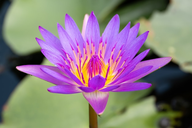 Beautiful water lily bloom in pond