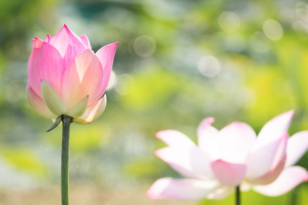 Beautiful water lily bloom in pond