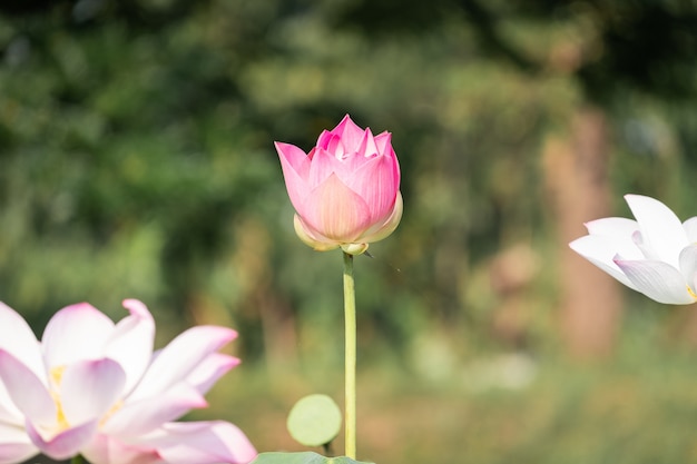 Beautiful water lily bloom in pond