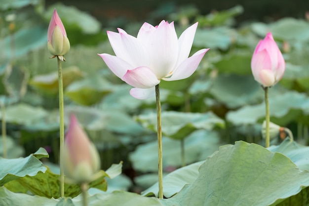 Beautiful water lily bloom in pond