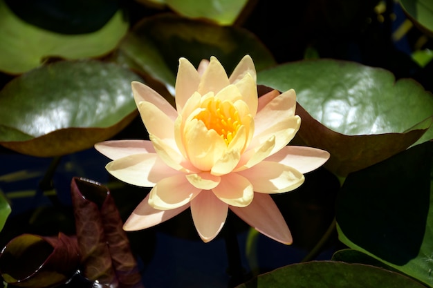 Beautiful water lily flower with leaves