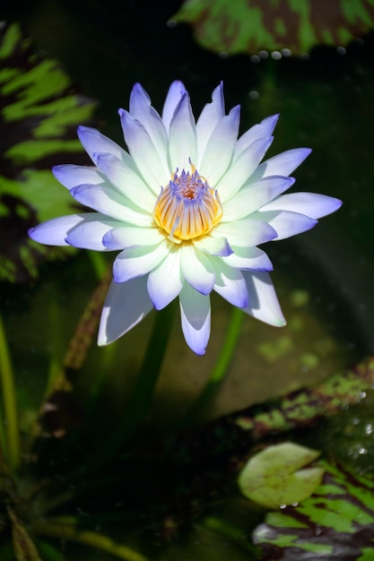 Beautiful water lily flower with leaves