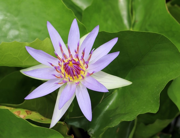 Beautiful water lily and green leaves