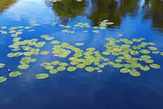 Beautiful water lily leaves on blue water