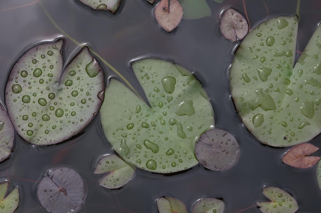 Beautiful water lily leaves in large drops of water.