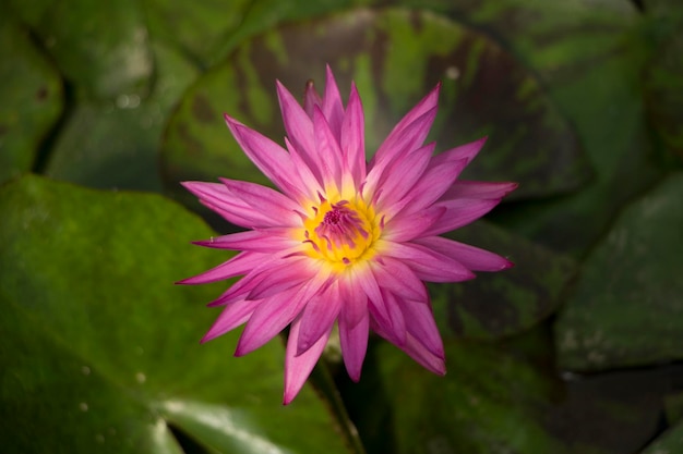 beautiful water lily and lotus photo