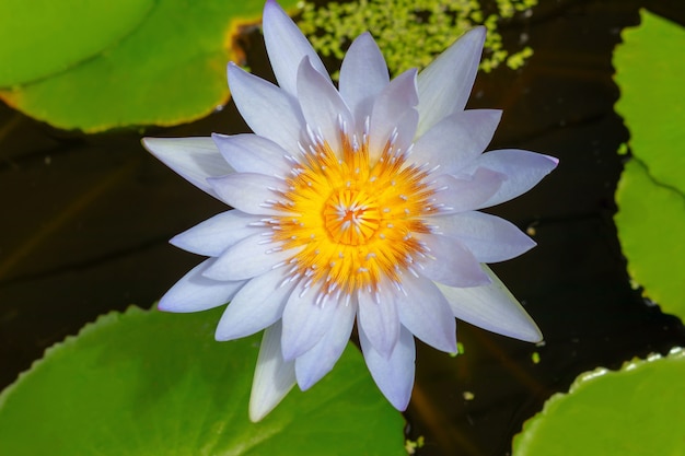 Beautiful Water Lily surrounded by green llily pads