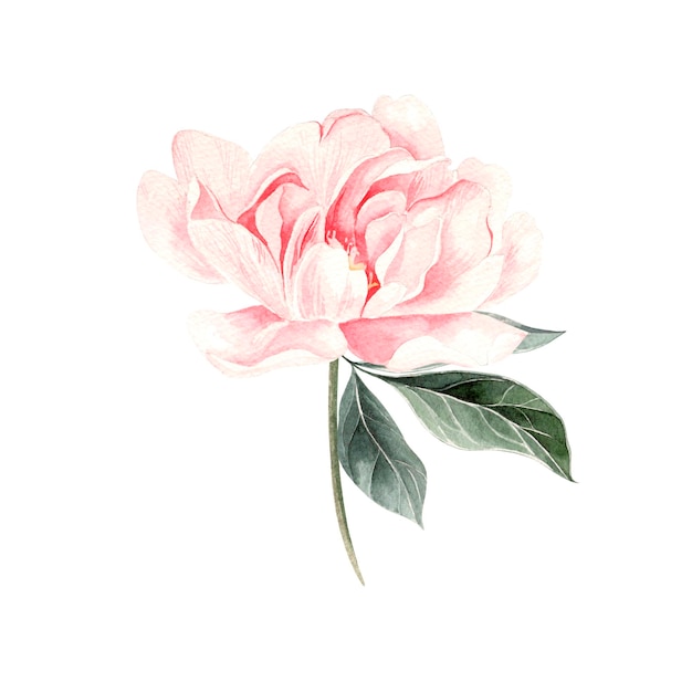 Beautiful Watercolor set with peony