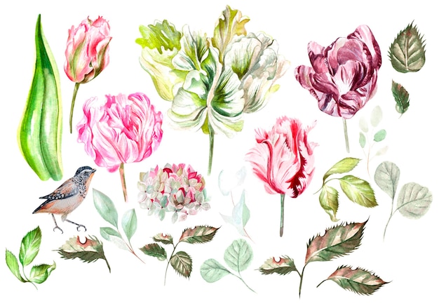 Beautiful watercolor set with tulip hudrangea flowers leaves and bird