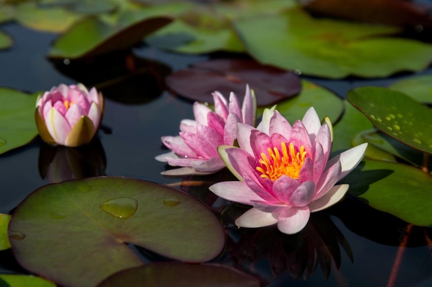 Beautiful waterlily blooming in the pond.