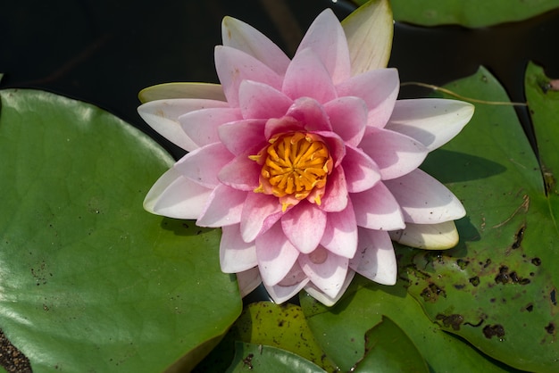 Beautiful waterlily or lotus flower in pond.