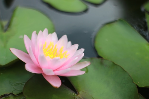 Beautiful waterlily or lotus flower in pond