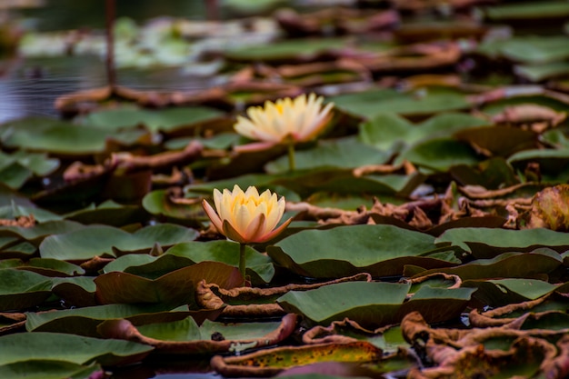 Beautiful waterlily or lotus flower in pond.