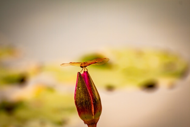 Beautiful waterlily or lotus flower in pond.