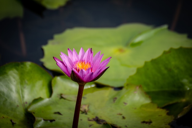 Beautiful waterlily or lotus flower in pond.