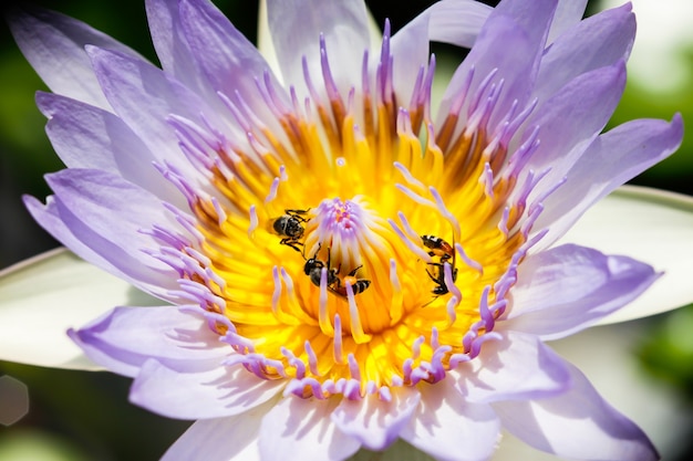 Beautiful waterlily or lotus flower with bee.