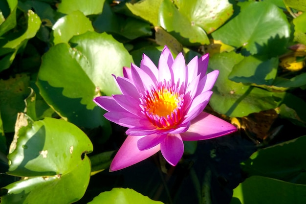 Beautiful Waterlily On A Sunny Day