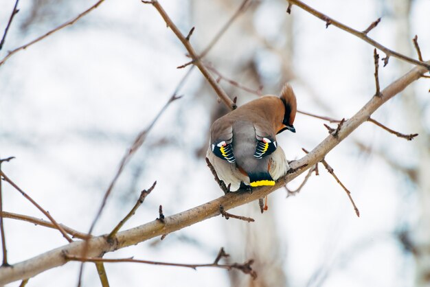 Beautiful waxwing sits on brunch of tree. Colorful migratory songbird sing on brunch