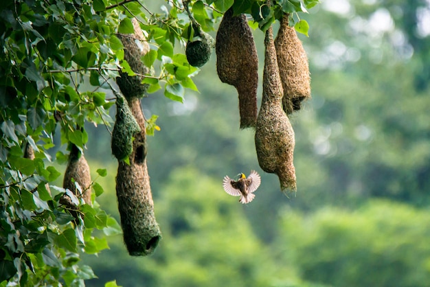 beautiful weaver birds playing around nest during rainy season at kathmandu Nepal