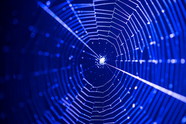 Photo beautiful web illuminated by blue light internet concept