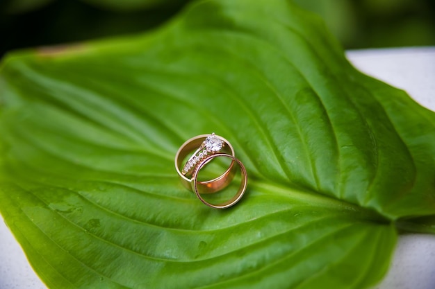 Beautiful wedding rings on a green leaf