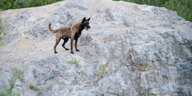 Beautiful wet belgian malinois shepherd dog standing on a rock