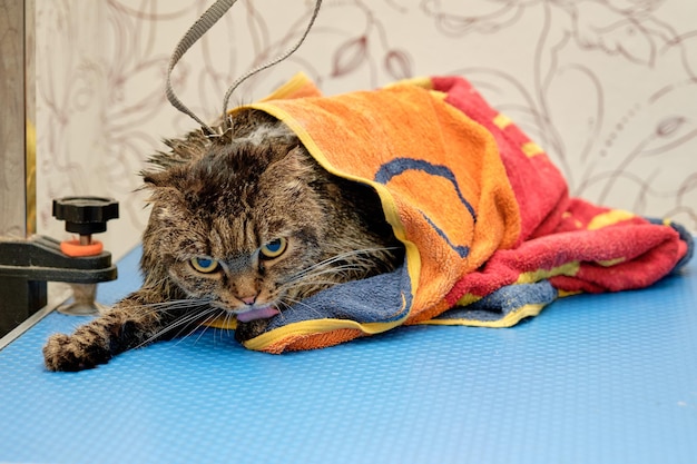 A beautiful wet cat on the grooming table is covered with a dry towel to dry the wool after bathing