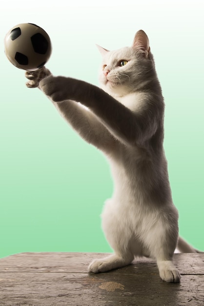 A beautiful white adult cat plays the World Cup with a toy ball that he tosses and catches