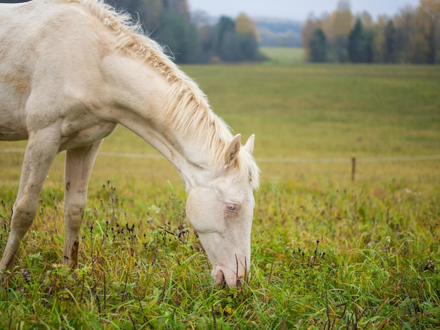 A beautiful white albino horse grazes in a pasture in the early morning mist an albino horse eats grass