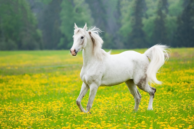 Beautiful white arab horse in the field