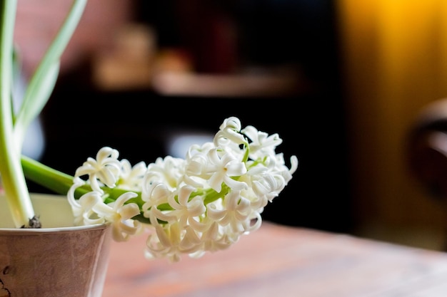 Beautiful white blooming bulbous hyacinths in ceramic pots stand on a light table against a background cozy room Spring mood Blurred background Selective Focus