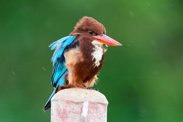 Photo a beautiful white breasted kingfisher perched in the garden in the windy winter