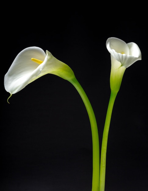 Beautiful white Calla flowers on dark background