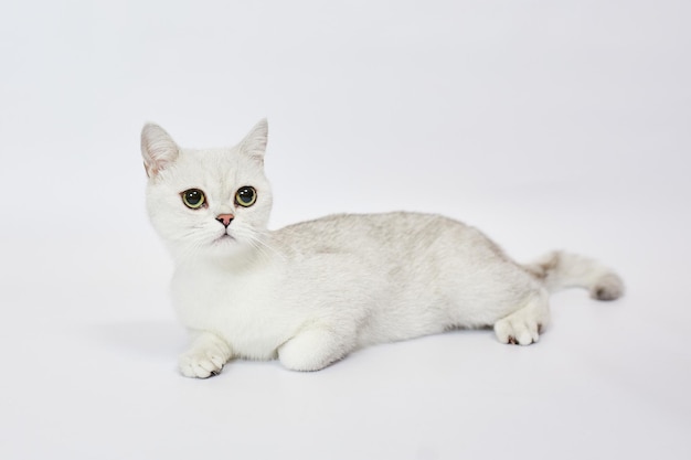 A beautiful white cat British Silver chinchilla