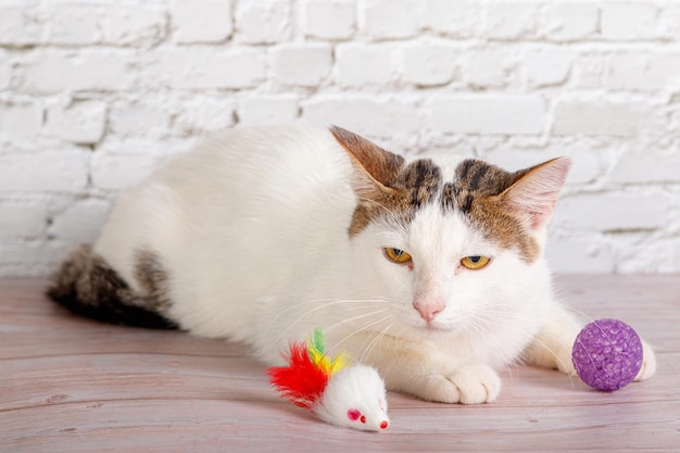 beautiful white cat lies with toys closeup on a brick wall background