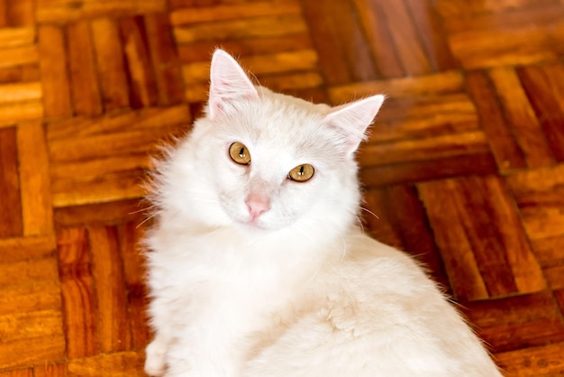 Beautiful white cat lying on the parquet floor