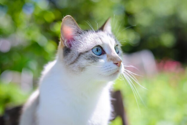 Beautiful white cat with blue eyes in summer in a green garden in the sunlight