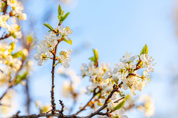 Beautiful white cherry blossom sakura flowers in spring time. Nature background with flowering cherry tree. Inspirational natural floral blooming garden or park. Flower art design. Selective focus.