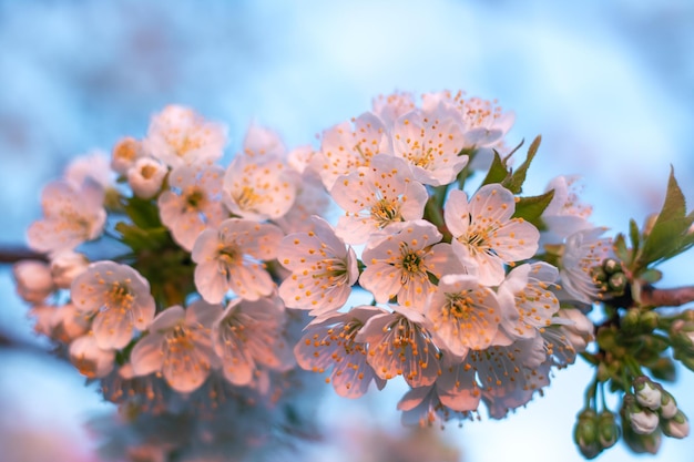 Beautiful white cherry flowers blossomed in spring on a tree branch Fragrant blossoms of fruit trees