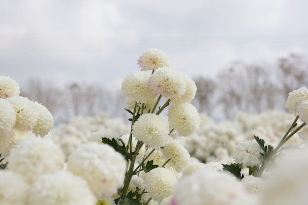 Beautiful white chrysanthemum flower