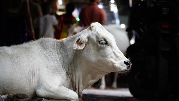 Beautiful white cow sitting on floor image outdoor shoot hd