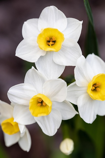 Beautiful white daffodils in a spring garden Springtime blooming narcissus flowers Selective focus