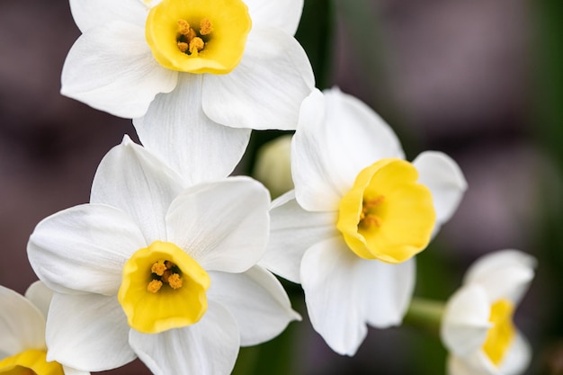 Beautiful white daffodils in a spring garden Springtime blooming narcissus flowers Selective focus