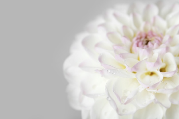 Beautiful white dahlia flower, closeup