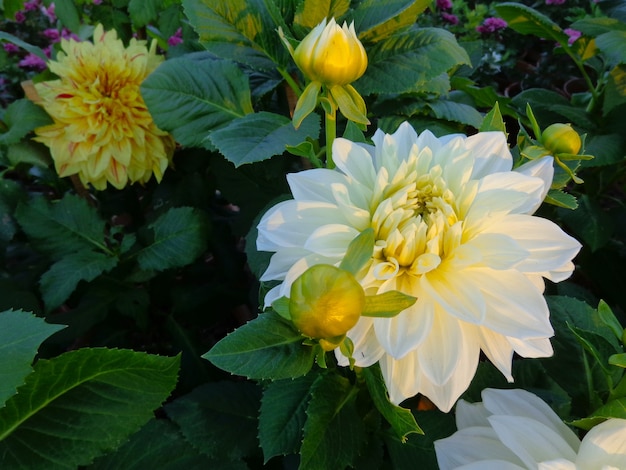 beautiful white dahlia in garden